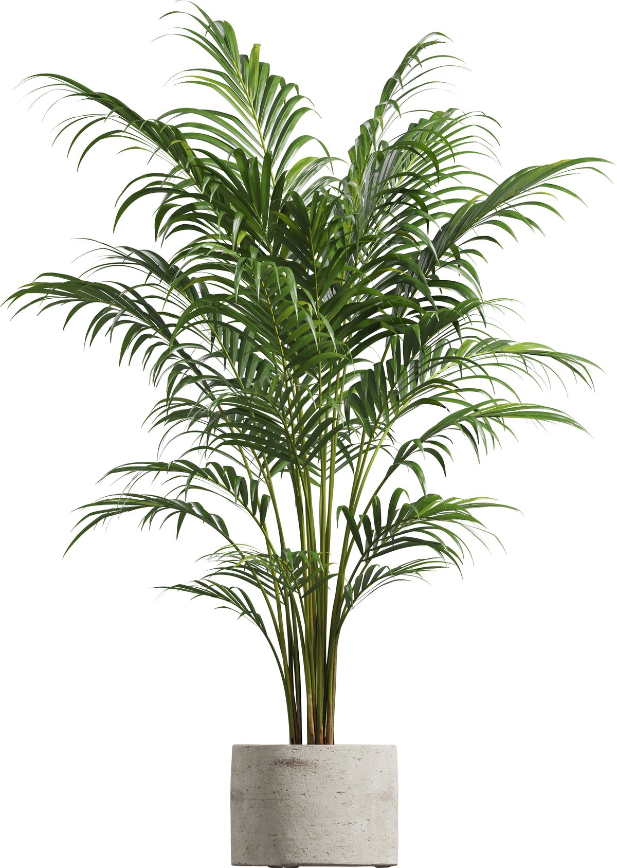 Palms