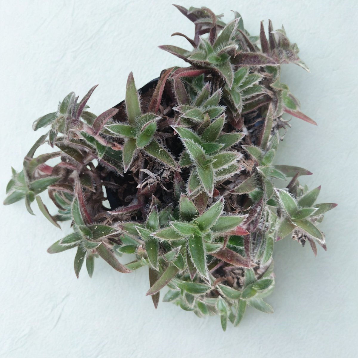 Ground Covers