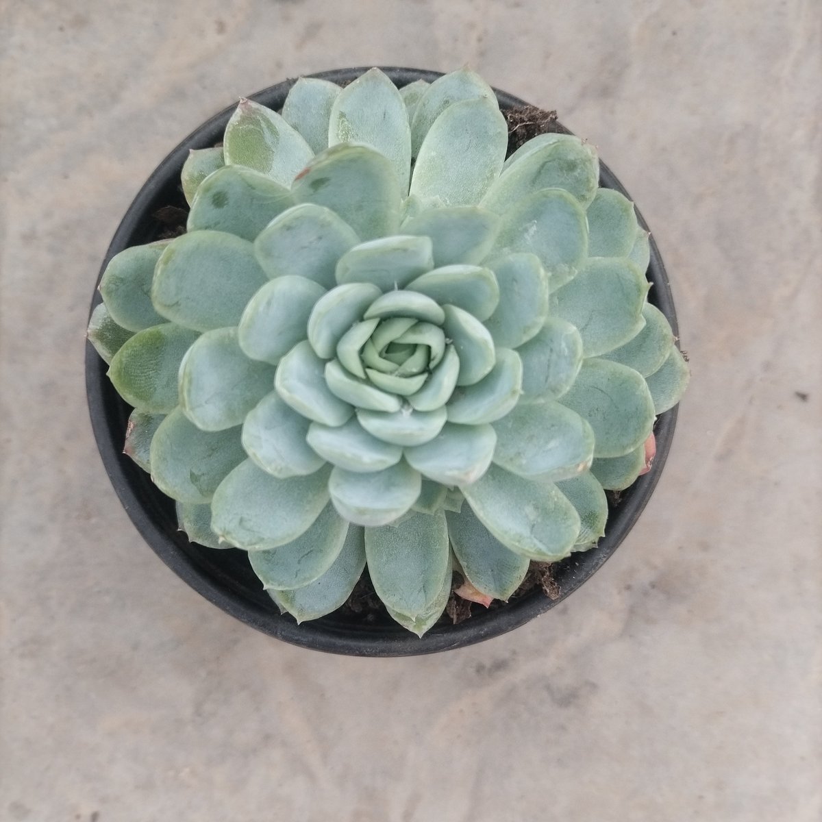 Echeveria