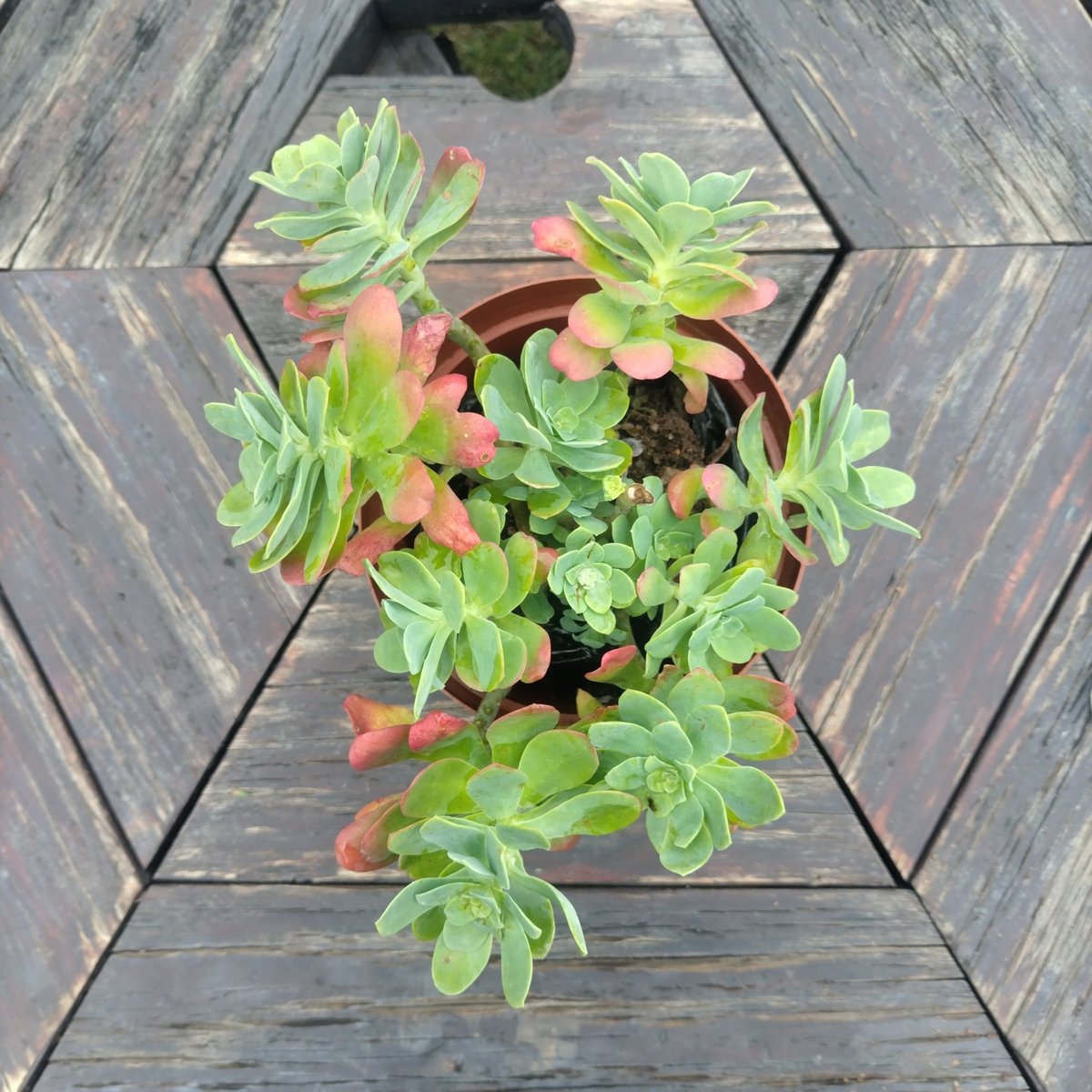 Sedum